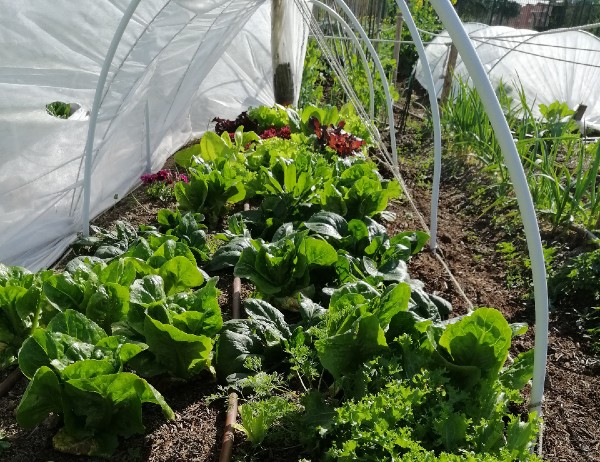 Mangueras de riego para regar el jardín, la terraza, el huerto o