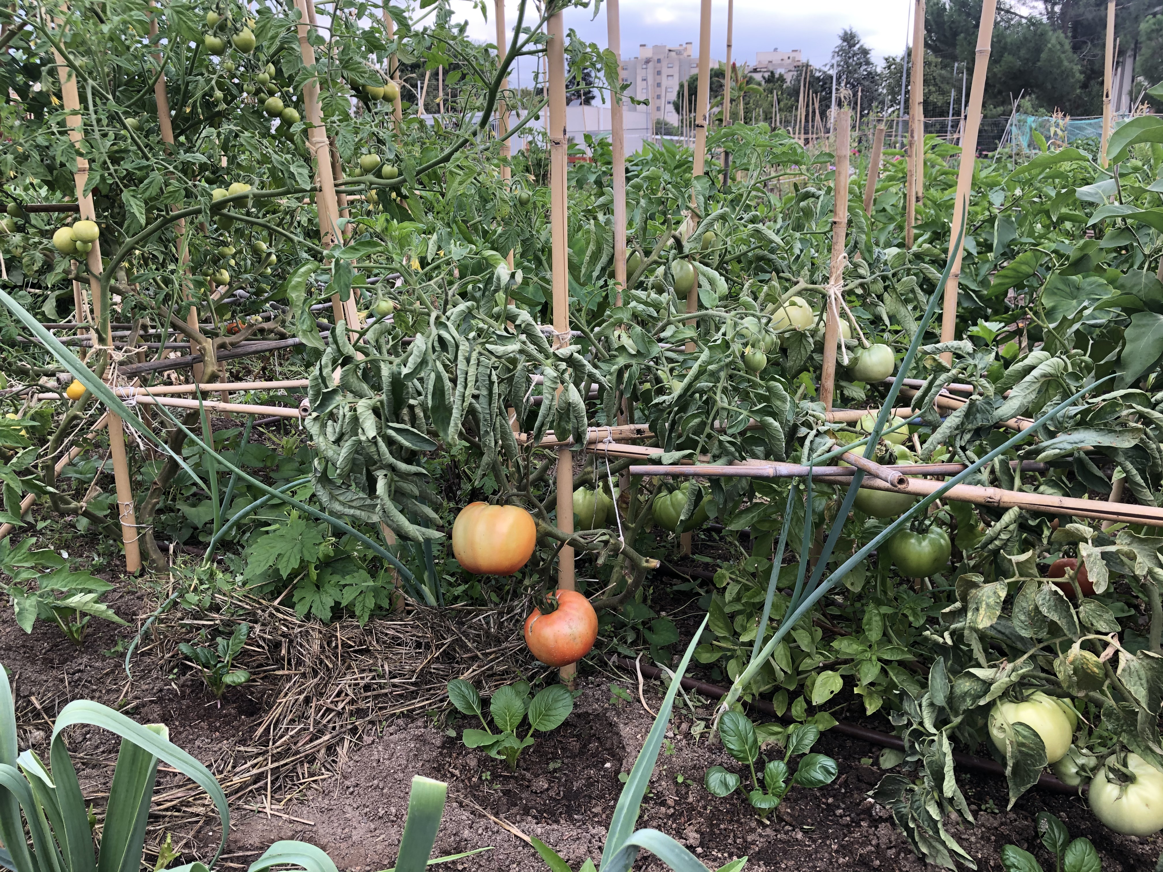 Tomates Huertos Montemadrid