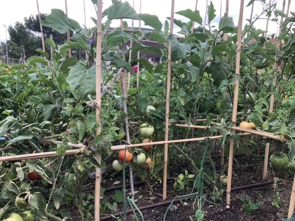 Tomates Huertos Montemadrid