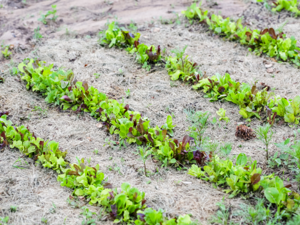 Marco de plantación rectangular