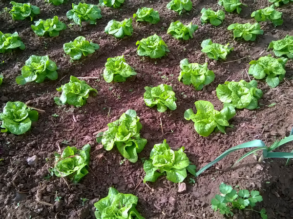 Marco de plantación cuadrado