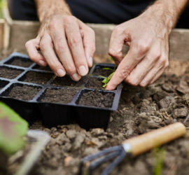 Plantar superalimentos