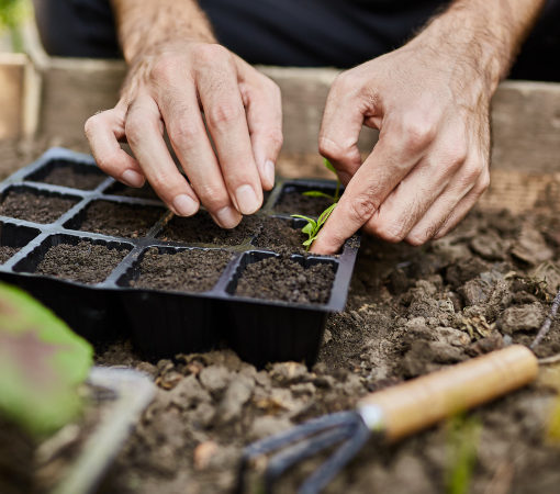 Plantar superalimentos