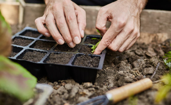 Plantar superalimentos