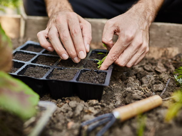 Plantar superalimentos