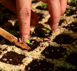 Cultivar en tu huerto urbano