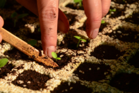 Cultivar en tu huerto urbano