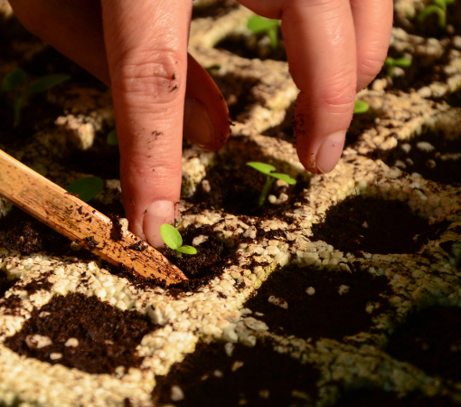 Cultivar en tu huerto urbano