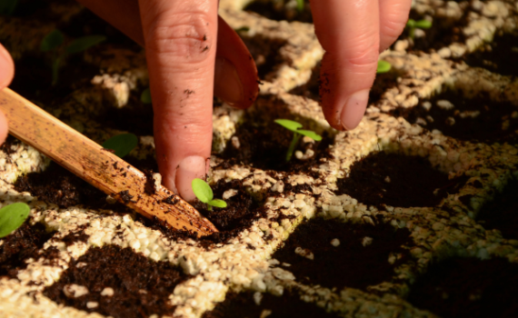 Cultivar en tu huerto urbano