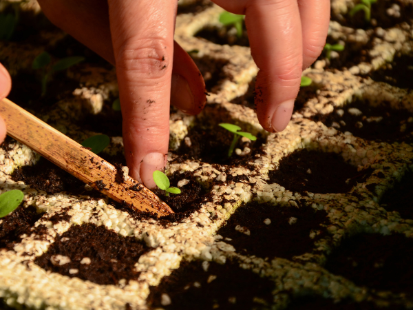 Cultivar en tu huerto urbano